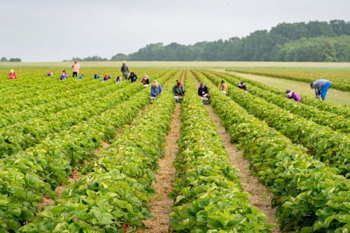 Händische Ernte